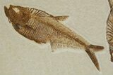 Two Detailed Fossil Fish (Diplomystus) - Wyoming #240373-2